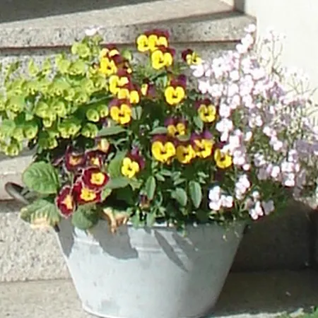 Zur Faehrbruecke Hotel